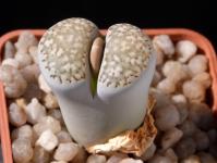 Thumbnail of 1885_Lithops julii fulleri_20170927(1).JPG
